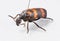 Blister beetles - mylabris phalerata