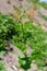 Blitum bonus-henricus, Chenopodium bonus-henricus, Good-king-Henry, Chenopodiaceae. Wild plant shot in summer