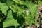 Blitum bonus-henricus, Chenopodium bonus-henricus, Good-king-Henry, Chenopodiaceae. Wild plant shot in summer