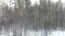 Blizzard outside the window. motion alongside the trees in winter forest. view from the train