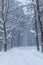 The blizzard in the winter forest or park with the falling snow