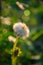 Bloated coltsfoot. Close-up at sunset with blur background