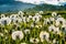 Bloated dandelions on a green meadow