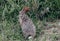 Bloated mites feed on animals. Sick wild hare with ticks attached to its ears. Kruger National Park, Safari South Africa