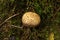 Bloated mushroom on a forest trek