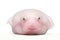 Blobfish fish on white background