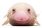 Blobfish fish on white background