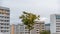 Block apartments in gloomy weather and a single tree in autumn