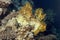 A block of hard coral, with a reticulated fire coral Millepora dichotoma at the top