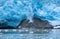 A block of ice falls off and the vertically sloped glacier tongue of Northwestern Glacier (first of four photos).