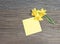 Block of Yellow Post Notes and Fresh Daffodil Flower.