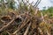 Blockage old trees pine spruce chaotic pile cleaning the forest preparation for construction