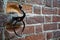 Blocker Tie Ring for horse, Ornate iron horse tie ring on the facade of medieval castle, Torino, Italy.