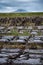 Blocks of peat drying in the field on Isle of North Uist, with Eaval hill in the background