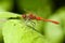 Bloedrode heidelibel, Ruddy Darter, Sympetrum sanguineum