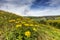 Bloeiende Inula hirta, Flowering Inula hirta