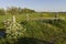 Bloemenveld, Field of flowers