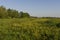 Bloemenveld, Field of flowers