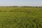 Bloemenveld, Field of flowers