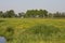 Bloemenveld, Field of flowers