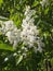 Bloming jasmine - fragrant flower