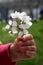 A bloming tree branch in girl`s hands. First spring flowers