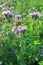 Blomming Phacelia tanacetifolia- bee pasture