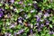 Blomming sweet violet or Viola odorata