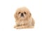 Blond adult tibetan spaniel dog seen from the front lying on the floor facing the camera