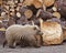 Blond Alaskan brown grizzly bear baby cub firewood