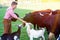 Blond bavarian man feeding cows and goats