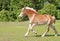 Blond Belgian draft horse cantering in pasture