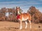 Blond Belgian draft horse standing in winter pasture wearing a Christmas wreath