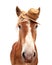 Blond Belgian draft horse wearing a straw hat