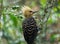 Blond-crested Woodpecker in The Atlantic forest, Brazil.