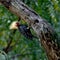 Blond-crested Woodpecker in The Atlantic forest, Brazil.