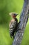 Blond-crested woodpecker, Colaptes flavescens