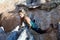 Blond Cute Climber on rocky terrain makes difficult move