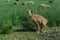 Blond goat with cowbell urinating