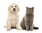 Blond golden retriever puppy dog and grey british short hair cat