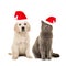 Blond golden retriever puppy dog and grey british short hair cat wearing santa`s hat