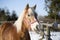 Blond Haflinger horse with pink halter