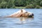 Blond haflinger swimming in the water