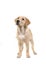 Blond labrador retriever standing and looking up