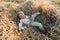 Blond little boy having fun jumping on hay in field. summer, sunny weather, farming. happy childhood. countryside