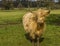 A blond  matriarch  Highland cow comes to say hello in a field near Market Harborough  UK