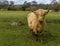 A blond  matriarch  Highland cow in a field near Market Harborough