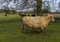 A blond  matriarch  Highland cow guards the herd in a field near Market Harborough  UK