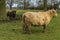 A blond  matriarch  Highland cow and her friend in a field near Market Harborough  UK