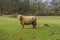 A blond  matriarch  Highland cow stares in a field near Market Harborough  UK